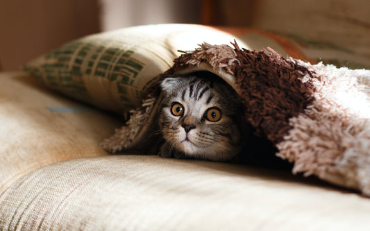 Common Cat Conditions From Pets WebMD